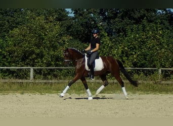 Westfale, Stute, 9 Jahre, 165 cm, Brauner