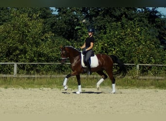 Westfale, Stute, 9 Jahre, 165 cm, Brauner