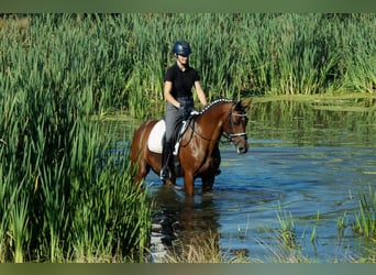 Westfale, Stute, 9 Jahre, 165 cm, Brauner