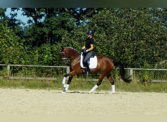 Westfale, Stute, 9 Jahre, 165 cm, Brauner