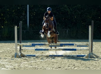 Westfale, Stute, 9 Jahre, 165 cm, Brauner