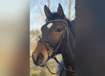 Westfale, Stute, 9 Jahre, 165 cm, Brauner