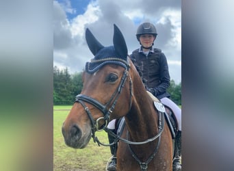 Westfale, Stute, 9 Jahre, 165 cm, Brauner