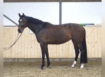 Westfale, Stute, 9 Jahre, 165 cm, Brauner