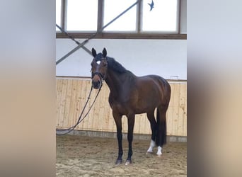 Westfale, Stute, 9 Jahre, 165 cm, Brauner