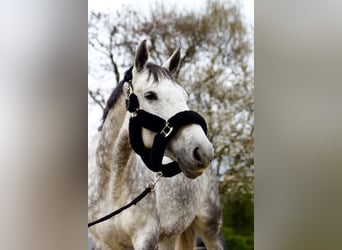 Westfale, Stute, 9 Jahre, 165 cm, Schimmel