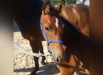 Westfale, Stute, 9 Jahre, 166 cm, Brauner