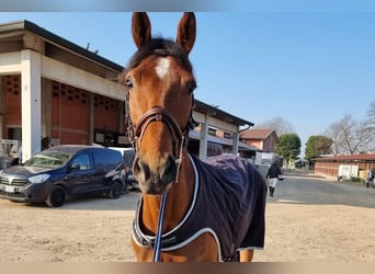 Westfale, Stute, 9 Jahre, 166 cm, Brauner