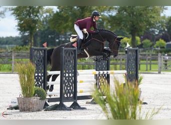 Westfale, Stute, 9 Jahre, 166 cm, Dunkelbrauner