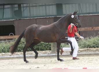 Westfale, Stute, 9 Jahre, 166 cm, Rappe