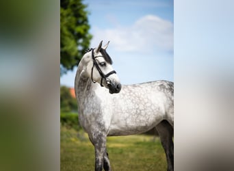 Westfale, Stute, 9 Jahre, 167 cm, Apfelschimmel