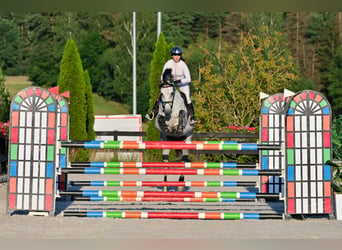 Westfale, Stute, 9 Jahre, 167 cm, Apfelschimmel