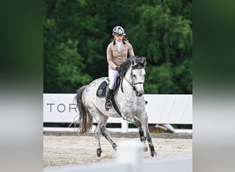 Westfale, Stute, 9 Jahre, 167 cm, Apfelschimmel