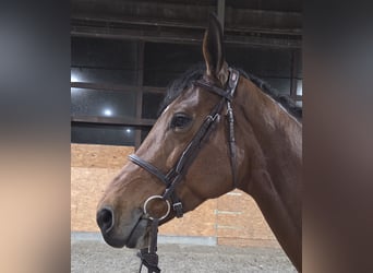 Westfale, Stute, 9 Jahre, 167 cm, Brauner