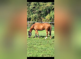 Westfale, Stute, 9 Jahre, 167 cm, Fuchs