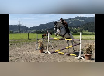 Westfale, Stute, 9 Jahre, 167 cm, Schimmel