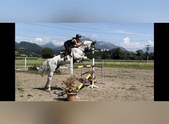 Westfale, Stute, 9 Jahre, 167 cm, Schimmel