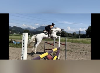 Westfale, Stute, 9 Jahre, 167 cm, Schimmel