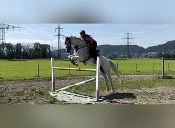 Westfale, Stute, 9 Jahre, 167 cm, Schimmel