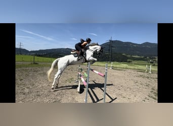 Westfale, Stute, 9 Jahre, 167 cm, Schimmel