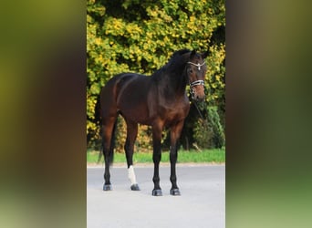 Westfale, Stute, 9 Jahre, 168 cm, Brauner