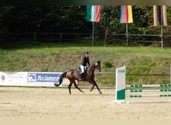 Westfale, Stute, 9 Jahre, 168 cm, Brauner