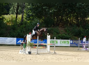 Westfale, Stute, 9 Jahre, 168 cm, Brauner