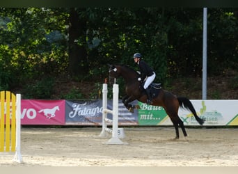 Westfale, Stute, 9 Jahre, 168 cm, Brauner