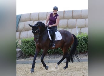 Westfale, Stute, 9 Jahre, 168 cm, Brauner