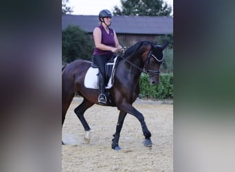 Westfale, Stute, 9 Jahre, 168 cm, Brauner