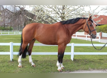 Westfale, Stute, 9 Jahre, 168 cm, Brauner