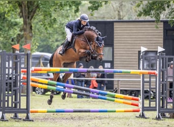 Westfale, Stute, 9 Jahre, 168 cm, Brauner