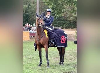 Westfale, Stute, 9 Jahre, 168 cm, Brauner