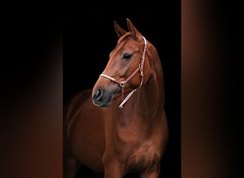 Westfale, Stute, 9 Jahre, 168 cm, Fuchs