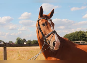 Westfale, Stute, 9 Jahre, 168 cm, Fuchs