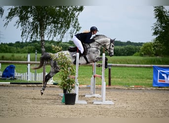 Westfale, Stute, 9 Jahre, 168 cm, Schimmel