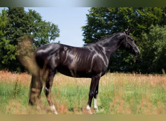 Westfale, Stute, 9 Jahre, 168 cm, Schwarzbrauner