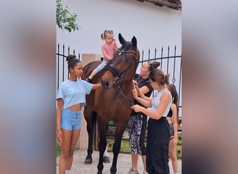 Westfale, Stute, 9 Jahre, 169 cm, Brauner