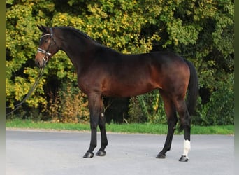 Westfale, Stute, 9 Jahre, 169 cm, Brauner