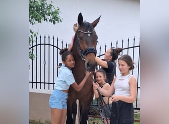 Westfale, Stute, 9 Jahre, 169 cm, Brauner