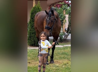 Westfale, Stute, 9 Jahre, 169 cm, Brauner