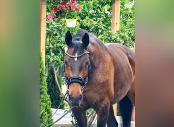Westfale, Stute, 9 Jahre, 169 cm, Brauner