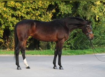 Westfale, Stute, 9 Jahre, 169 cm, Brauner