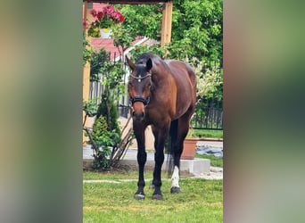 Westfale, Stute, 9 Jahre, 169 cm, Brauner