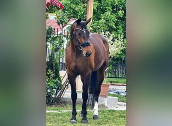 Westfale, Stute, 9 Jahre, 169 cm, Brauner