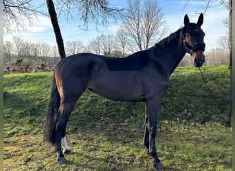 Westfale, Stute, 9 Jahre, 170 cm, Brauner