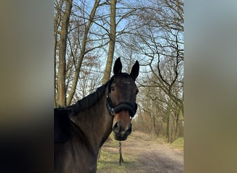 Westfale, Stute, 9 Jahre, 170 cm, Brauner