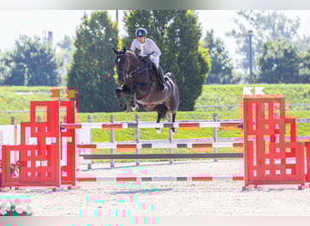 Westfale, Stute, 9 Jahre, 170 cm, Dunkelbrauner