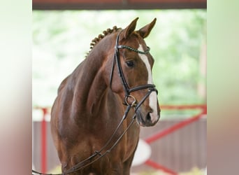 Westfale, Stute, 9 Jahre, 170 cm, Fuchs