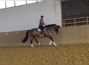 Westfale, Stute, 9 Jahre, 170 cm, Rotbrauner